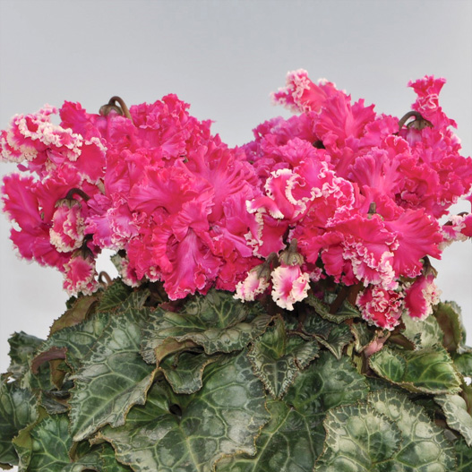 シクラメン ドリカム シリーズ 中大輪系品種