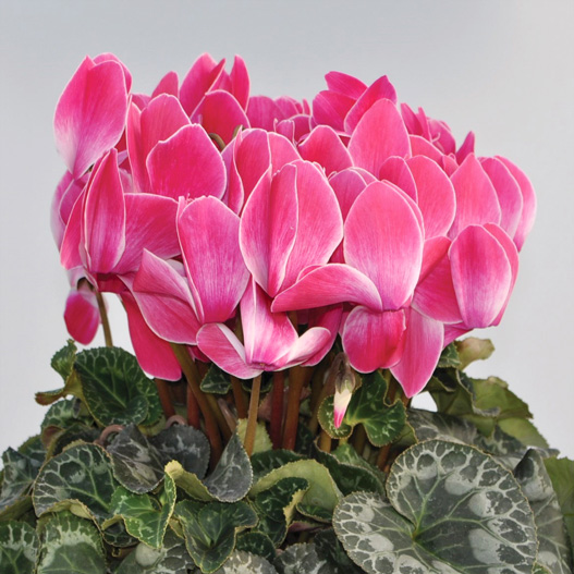 シクラメン イッセイ シャワー シリーズ｜WEBカタログ｜未来