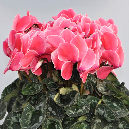 シクラメン　イッセイ シャワー シリーズ 大輪系品種