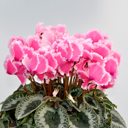 シクラメン　イッセイ リップ 大輪系品種