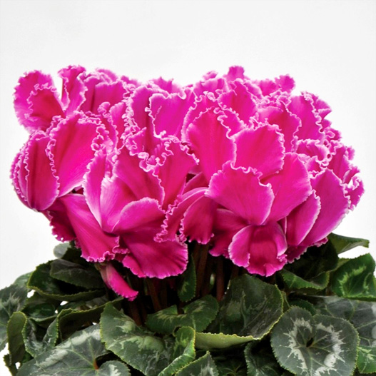 シクラメン ホワイトフリル シリーズ 大輪系品種