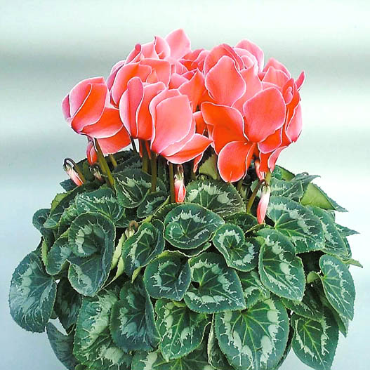 シクラメン セレナ シリーズ 大輪系品種