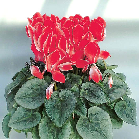 シクラメン セレナ シリーズ 大輪系品種