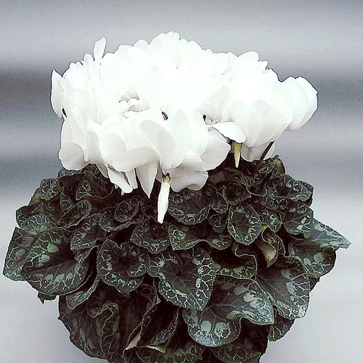 シクラメン　ハイブリッジ シリーズ 大輪系品種