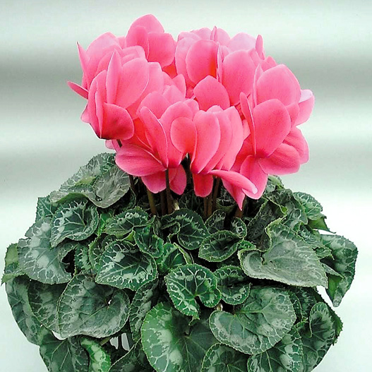 シクラメン シクラメン：ミルキーガール4号鉢植え の通販 | 園芸ネット