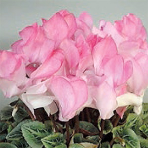 シクラメン　ハイブリッジ シリーズ 大輪系品種