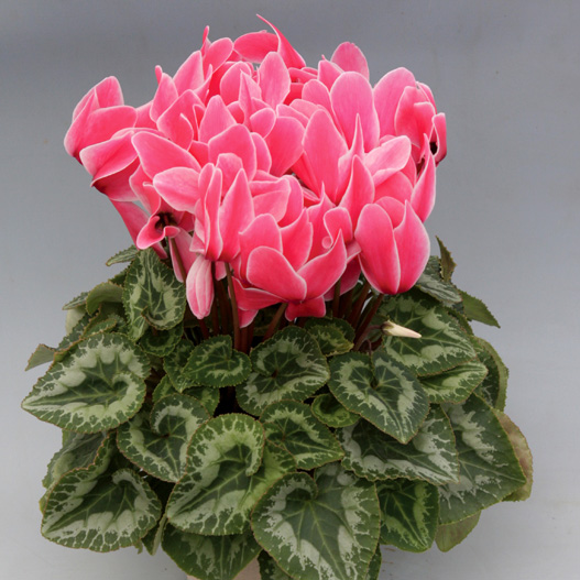 シクラメン ハヤカワ パステル シリーズ 大輪系品種