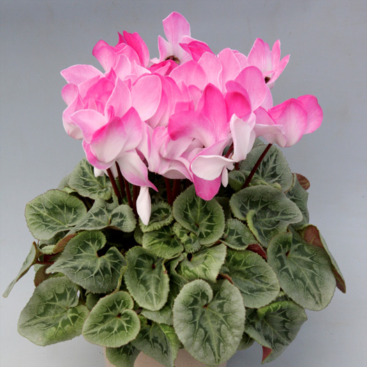 シクラメン ハヤカワ パステル シリーズ 大輪系品種