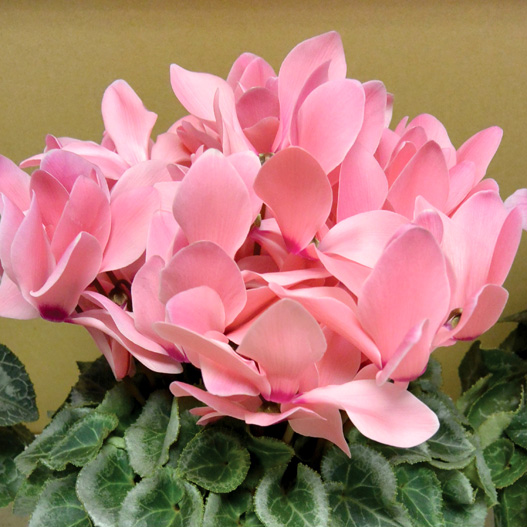 シクラメン ハヤカワ パステル シリーズ 大輪系品種