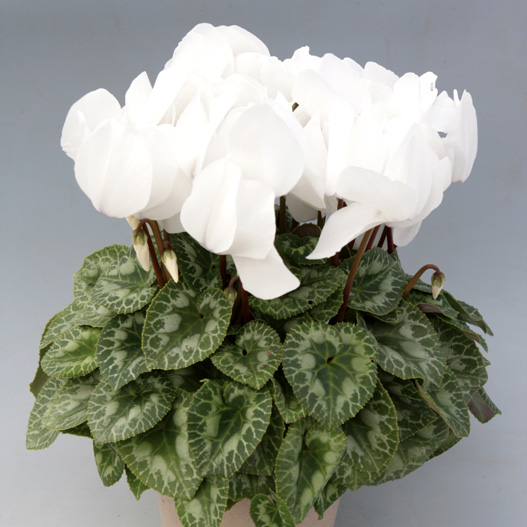 シクラメン ハヤカワ パステル シリーズ 大輪系品種