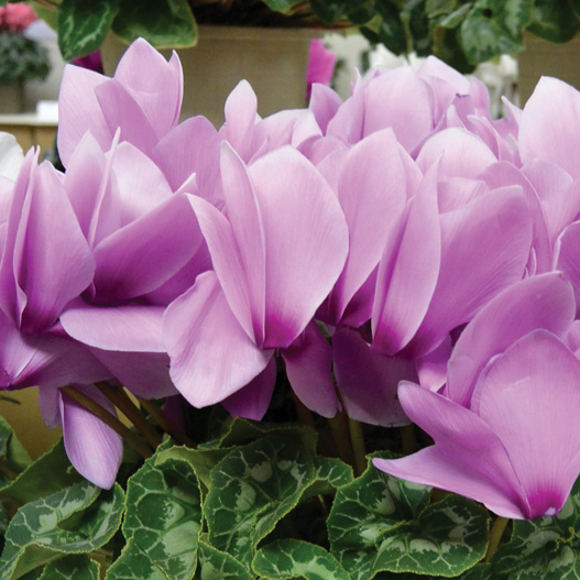 シクラメン ハヤカワ パステル シリーズ 大輪系品種