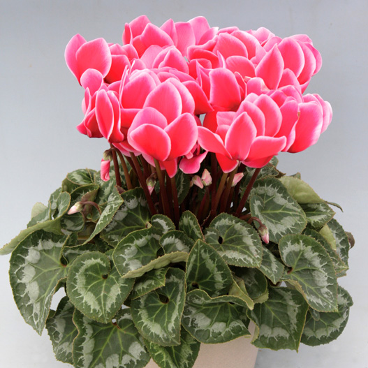 シクラメン ハヤカワ パステル シリーズ 大輪系品種