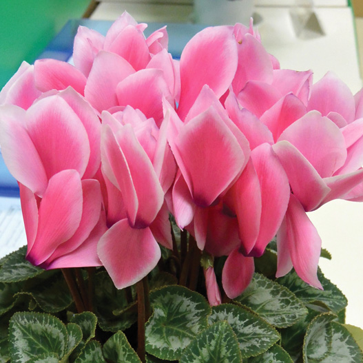 シクラメン ハヤカワ パステル シリーズ 大輪系品種