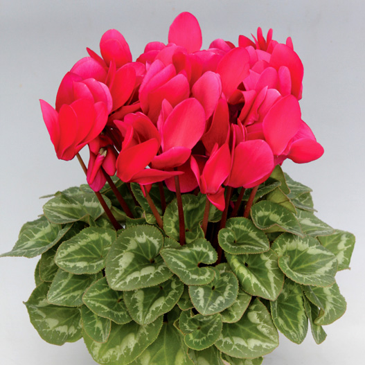 シクラメン ハヤカワ パステル シリーズ 大輪系品種