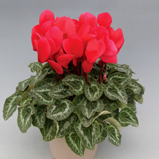 英国シクラメン協会ジャーナル16冊 幻の原種シクラメン ソマレンセ タイルバーン シクラメン ハヤカワ パステル シリーズ｜WEBカタログ｜未来