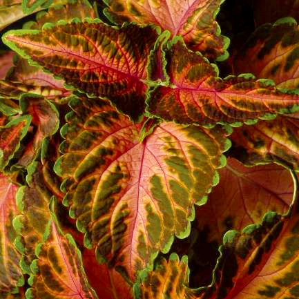 コリウス ウィザード シリーズ