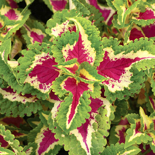 コリウス ウィザード シリーズ