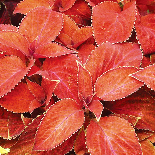 コリウス ウィザード シリーズ