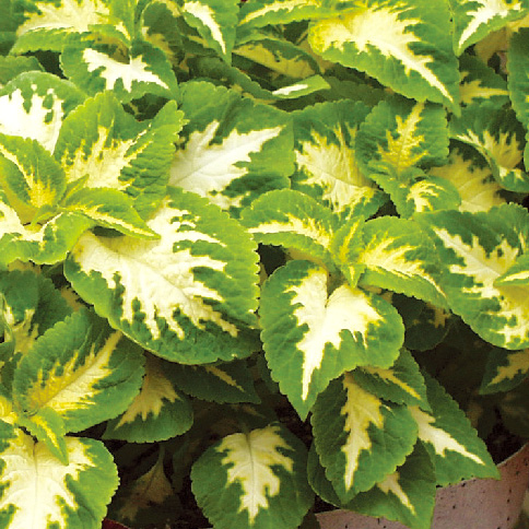 コリウス ウィザード シリーズ