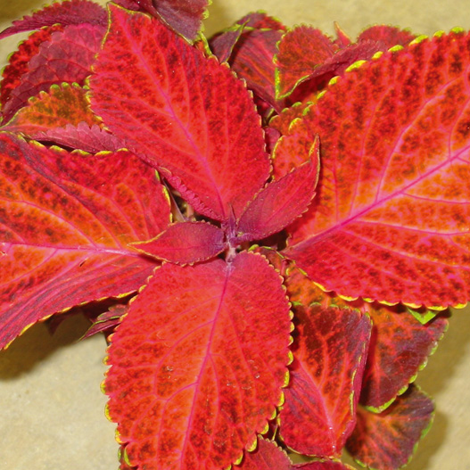 コリウス ウィザード シリーズ