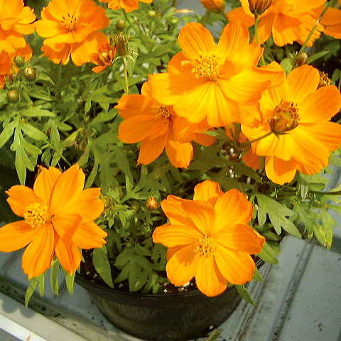 コスモス コスミック シリーズ 黄花コスモス