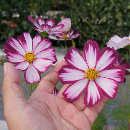 コスモス カプリオーラ