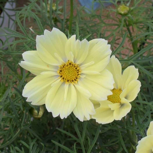 コスモス クサントス