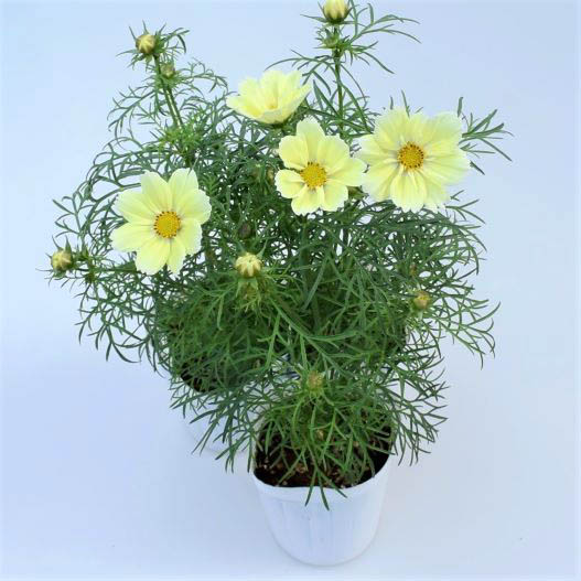 コスモス クサントス