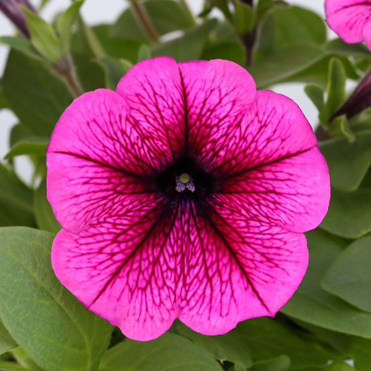 ペチュニア よく咲くペチュニア バカラiQ シリーズ