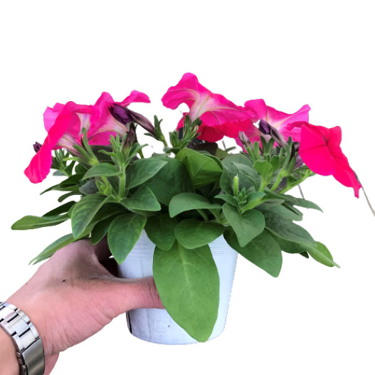 ペチュニア よく咲くペチュニア バカラiQ シリーズ