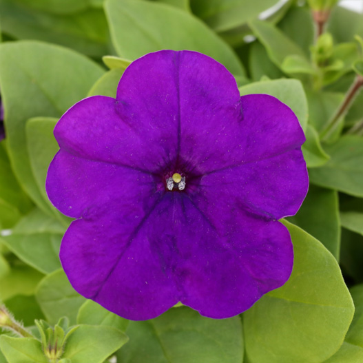 ペチュニア よく咲くペチュニア バカラiQ シリーズ