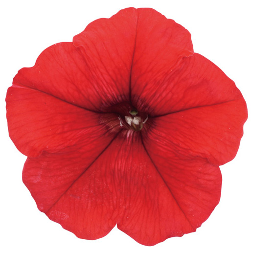 ペチュニア よく咲くペチュニア バカラiQ シリーズ