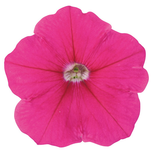 ペチュニア よく咲くペチュニア バカラiQ シリーズ