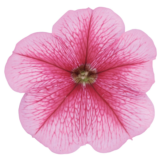 ペチュニア よく咲くペチュニア バカラiQ シリーズ