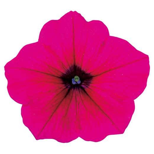 ペチュニア よく咲くペチュニア バカラiQ シリーズ