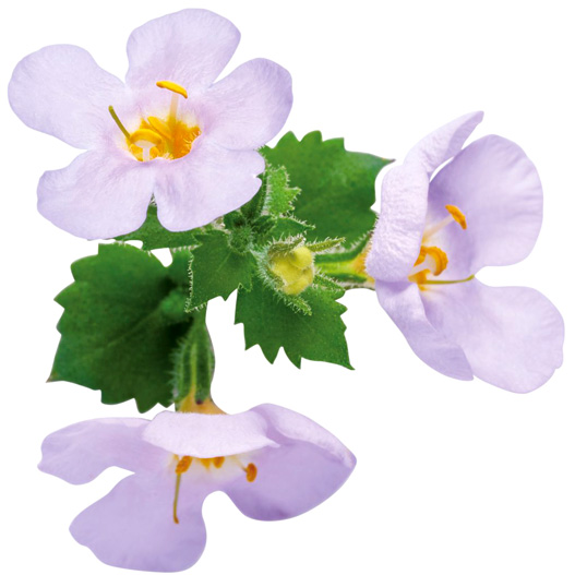 ステラ　スノーストーム 