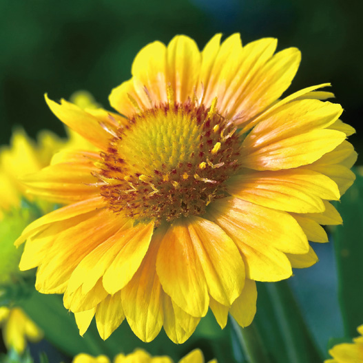 ガイラルディア アリゾナ シリーズ