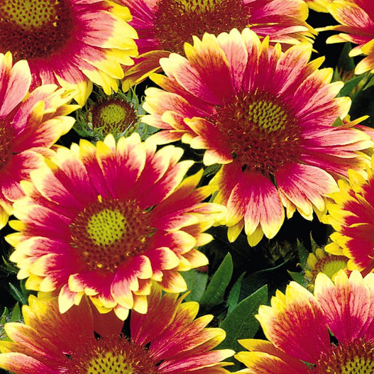 ガイラルディア アリゾナ シリーズ