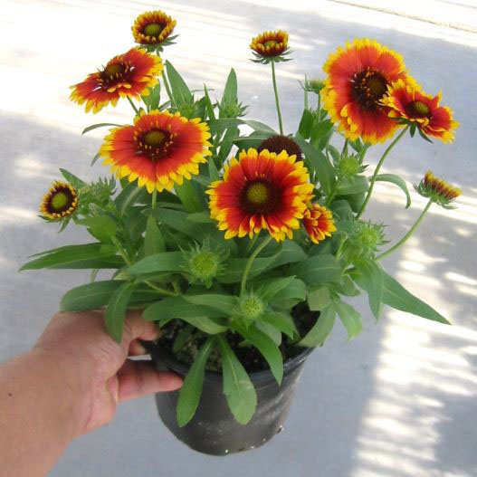 ガイラルディア アリゾナ シリーズ