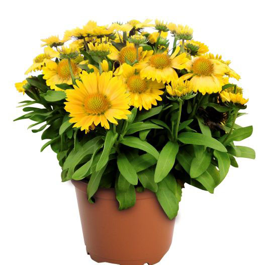 ガイラルディア アリゾナ シリーズ