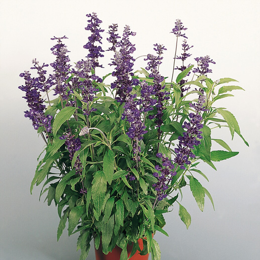 サルビア ファリナセア エボリューション シリーズ