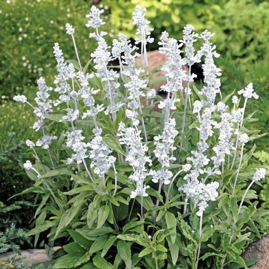 サルビア ファリナセア エボリューション シリーズ