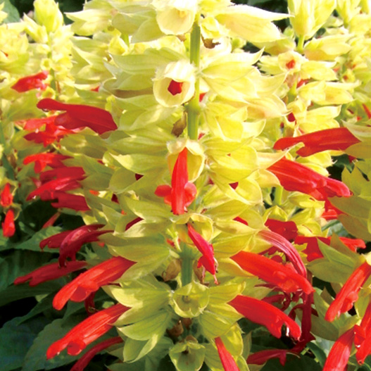 サルビア スプレンデンス モハベ シリーズ