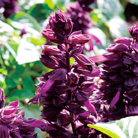 サルビア スプレンデンス モハベ シリーズ