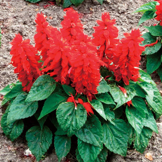 サルビア スプレンデンス モハベ シリーズ