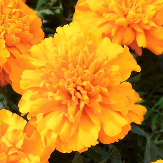 マリーゴールド フレンチ スーパーヒーロー シリーズ