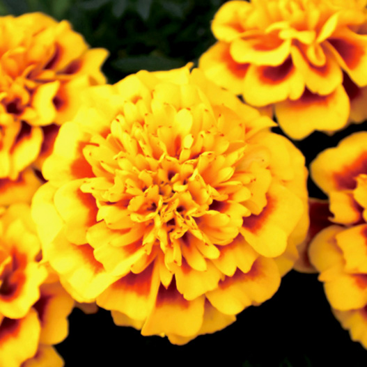 マリーゴールド フレンチ スーパーヒーロー シリーズ