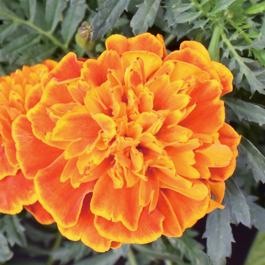 マリーゴールド フレンチ スーパーヒーロー シリーズ