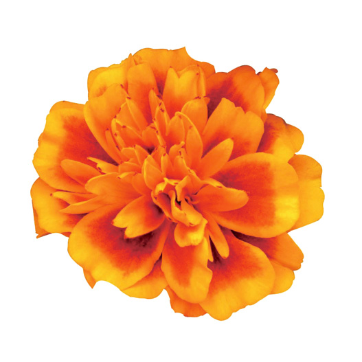 マリーゴールド フレンチ スーパーヒーロー シリーズ