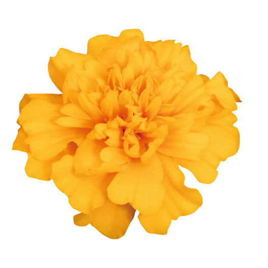 マリーゴールド フレンチ スーパーヒーロー シリーズ